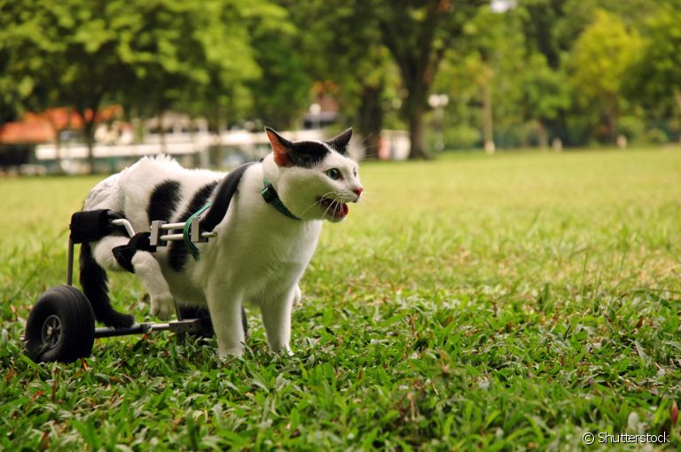 O gato deficiente exige uma série de cuidados, e a fisioterapia pode ser uma grande aliada