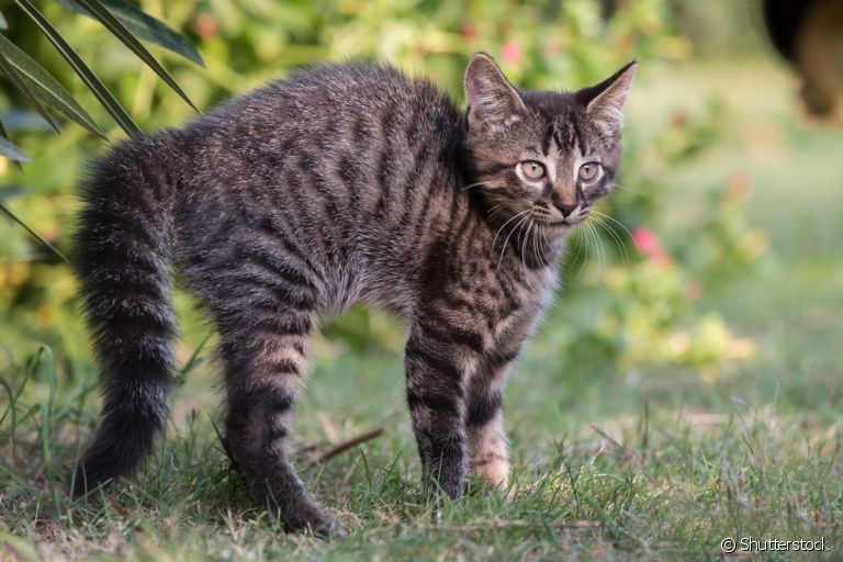 O gato com pelo arrepiado normalmente é sinal de medo