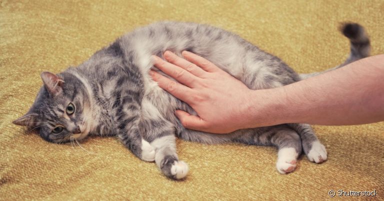  O gato com diarreia pode ficar desidratado, sem apetite e com muitas dores 
