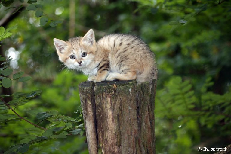 O Gato-do-deserto é uma espécie de felino selvagem e com tamanho reduzido