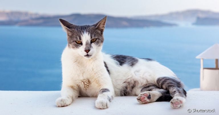 O gato Egeu é uma raça muito encontrada na Grécia, seu país de origem