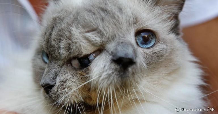 O gato janus nasce com duas faces e tem uma expectativa de vida muito baixa