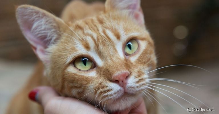  O gato vomitando ração pode ser ansiedade ou graves problemas de saúde felino 