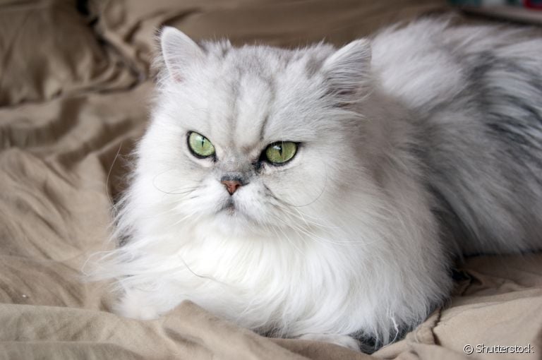  Existem vários gatos famosos que ganharam um lugar especial no nosso coração 