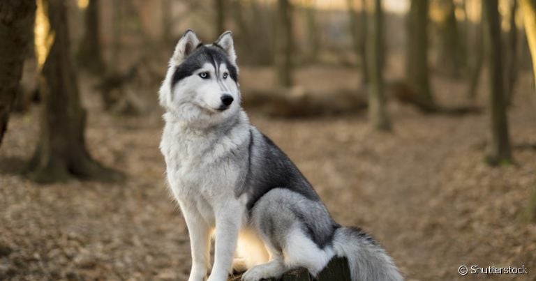 O Husky Siberiano é um cachorro apaixonante e cheio de curiosidades