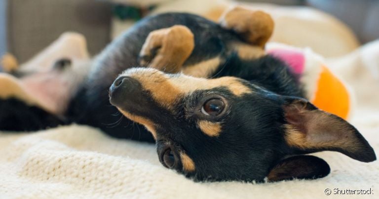  Infecções e doenças no pênis do cachorro podem ser bem dolorosas 