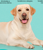 Labrador: infográfico com tudo que você precisa saber sobre essa adorável raça de cachorro