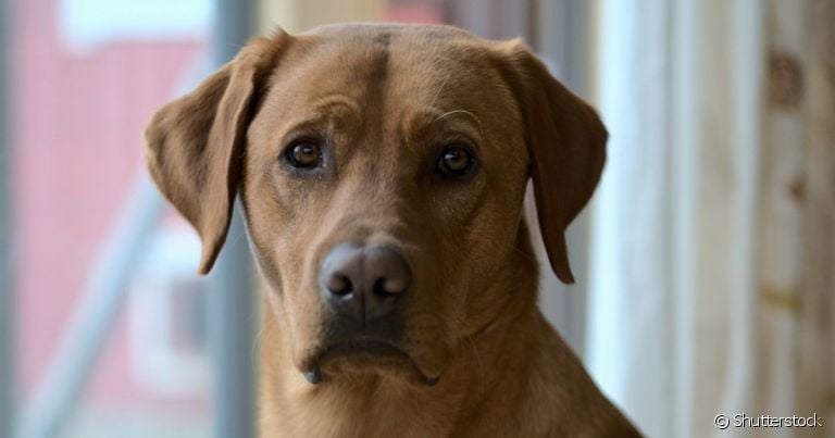  Leishmaniose canina é perigosa pois é transmitida por um mosquito e pode atingir humanos 