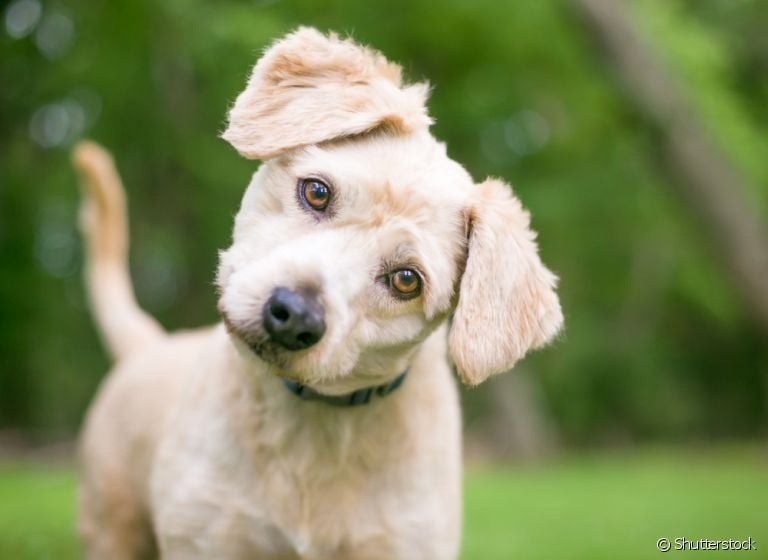 Leishmaniose canina: saiba mais sobre a doença que pode ser fatal e transmitida para humanos!