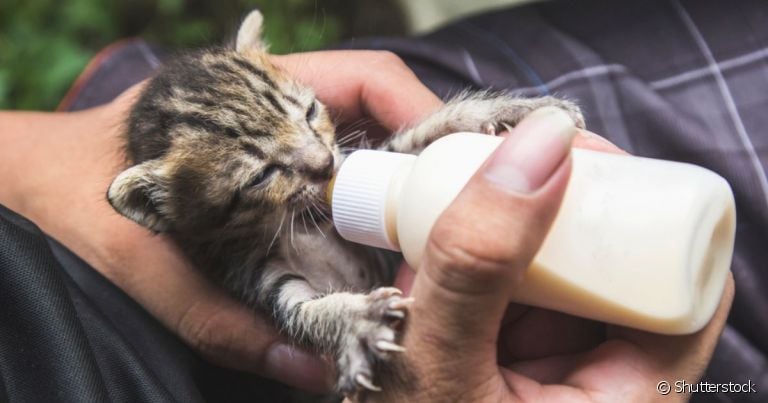  Leite artificial pode ajudar os tutores a alimentar os filhotes de gato recém nascido 