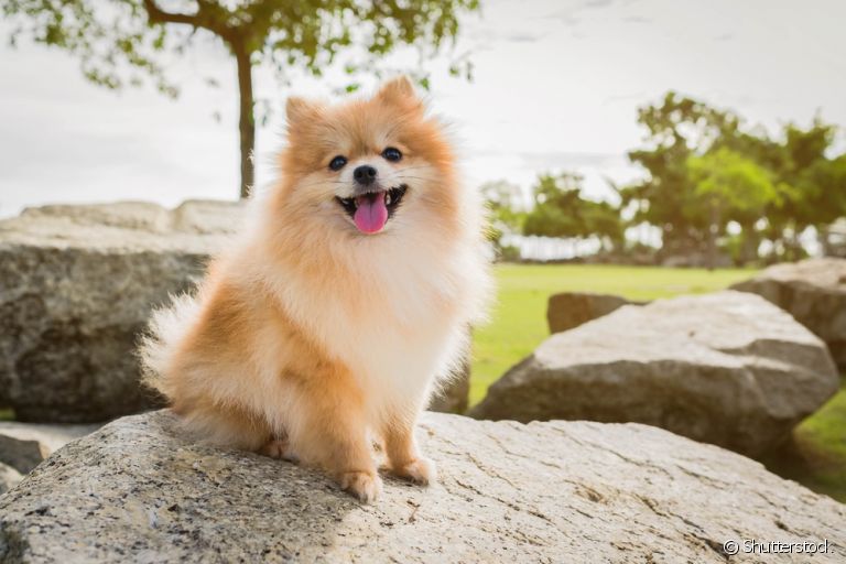Lulu da Pomerânia ou Spitz Alemão Anão: conheça mais sobre o cachorro de porte pequeno que conquista todo mundo