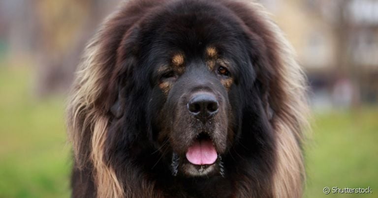 Mastim Tibetano: preço de um dos cachorros mais caros do mundo se deve à sua raridade e destreza 