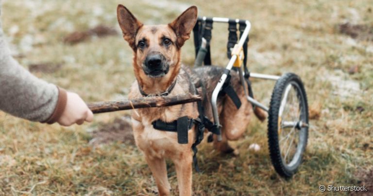  Vista como uma doença de cachorro grande, a Mielopatia degenerativa deixa o animal sem os movimentos das patas 
