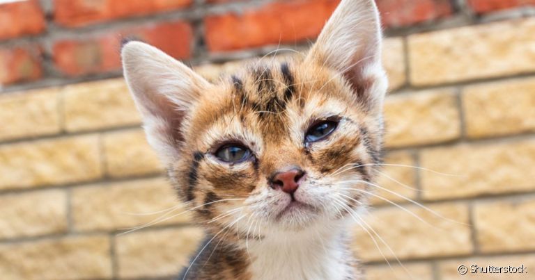 Secreção no olho do gato filhote pode ser sinal de quadros mais graves