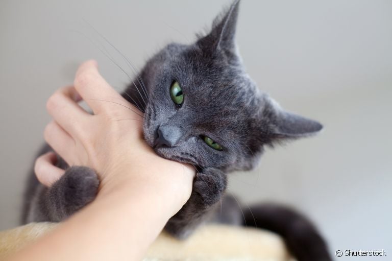 A mordida de gato na mão pode causar feridas graves, dependendo da força que o animal exerce