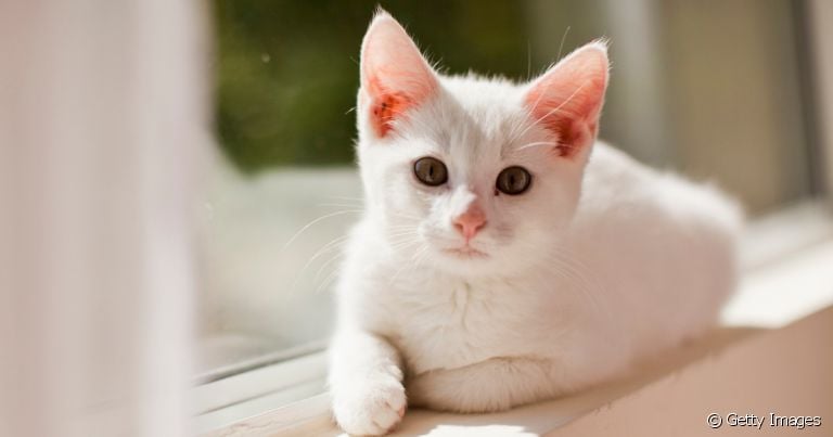 Sonhar com gato branco pode ter significados diferentes