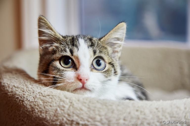 Sonhar com gato pode ter uma série de significados. Descubra os principais deles abaixo!