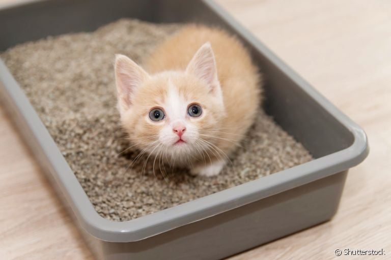 A caixa de areia do gato deve ser posicionada em um lugar tranquilo e silencioso
