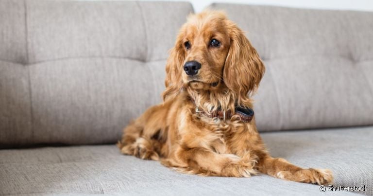 O otohematoma ocorre quando há algum trauma na orelha do cachorro
