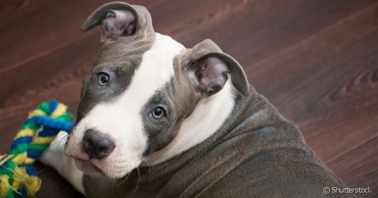 O American Pitbull é um doguinho que se receber a criação correta pode se tornar um incrível companheiro para a família