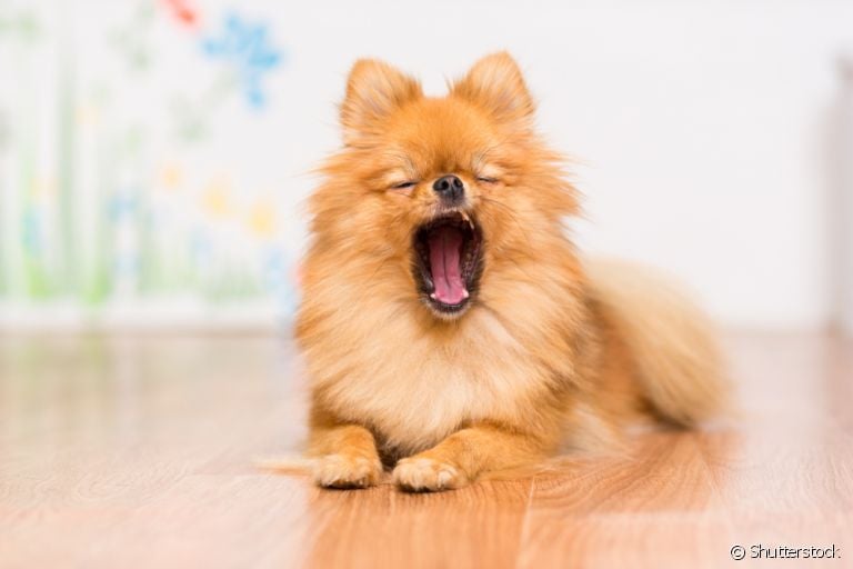 O cachorro bocejando pode significar várias coisas diferentes