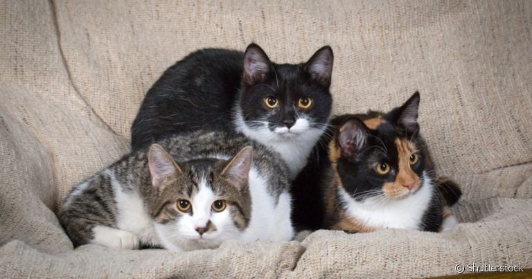  Existem vários tipos de gato Vira-Lata e personalidade pode variar de acordo com a cor dos pelos 