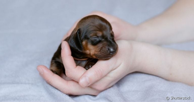  Filhote de cachorro deficiente costuma ter comportamento diferente da ninhada 
