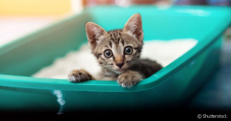  Quantas vezes um gato urina por dia indica o estado de saúde do felino 