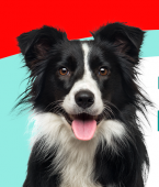 Ranking de inteligência canina: veja o infográfico e conheça os cachorros mais inteligentes do mundo