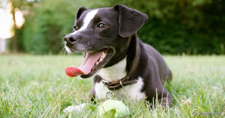 A respiração do cachorro permite que o corpo realize a troca gasosa e se mantenha vivo