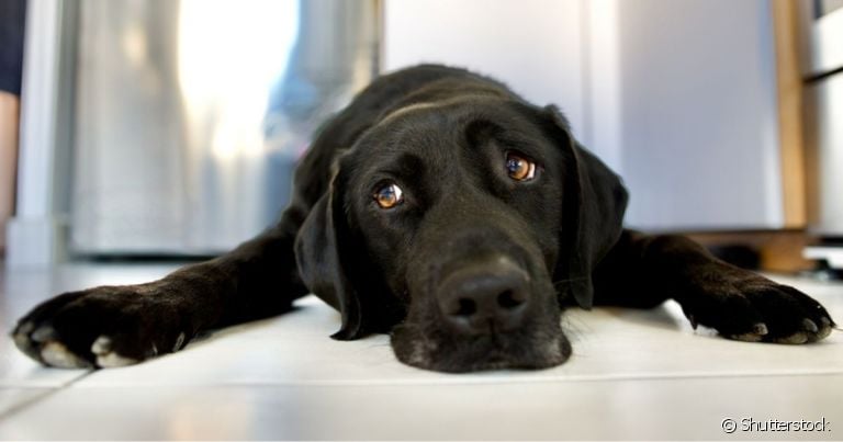 O sangue nas fezes do cachorro é um sintoma comum a diversas enfermidades