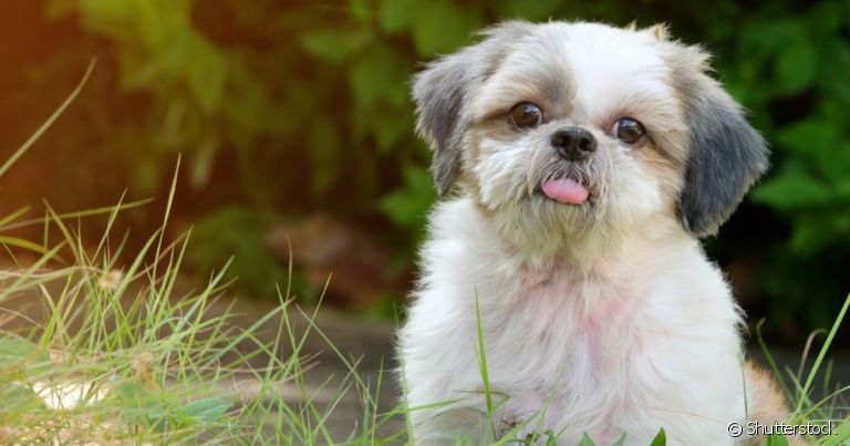 O cachorro Shih Tzu é dócil e companheiro