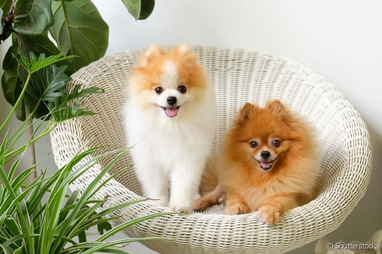 Os nomes para Lulu da Pomerânia podem ser bem criativos, chiques e fofos