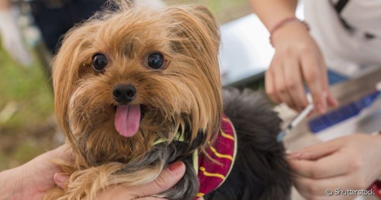 Vacina para cachorro previne diversas doenças graves que podem comprometer a saúde do pet