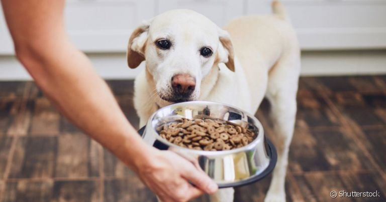  Para saber quando mudar a ração do cachorro e como fazer a troca do jeito certo, converse com um especialista 