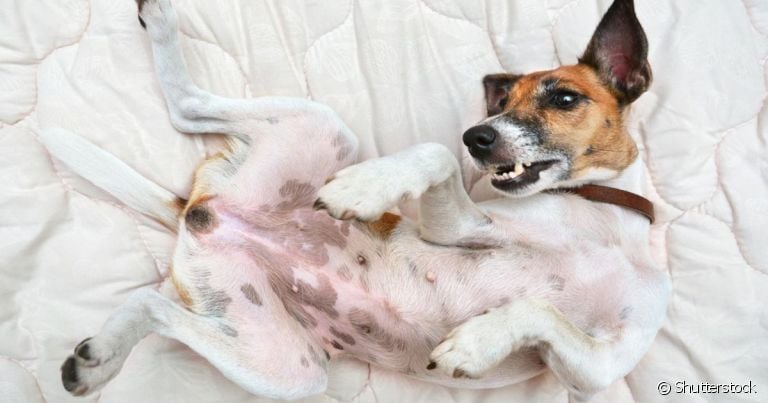 A vagina de cachorro é um órgão fundamental no sistema reprodutor