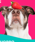 Veja infográfico e descubra quais frutas que cachorro pode comer