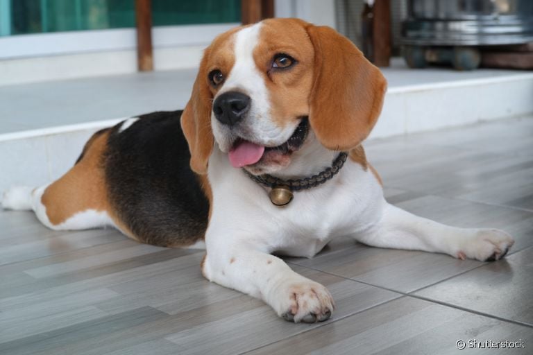 Algumas raças de cachorro são mais independentes e não sofrem tanto com a ausência do dono
