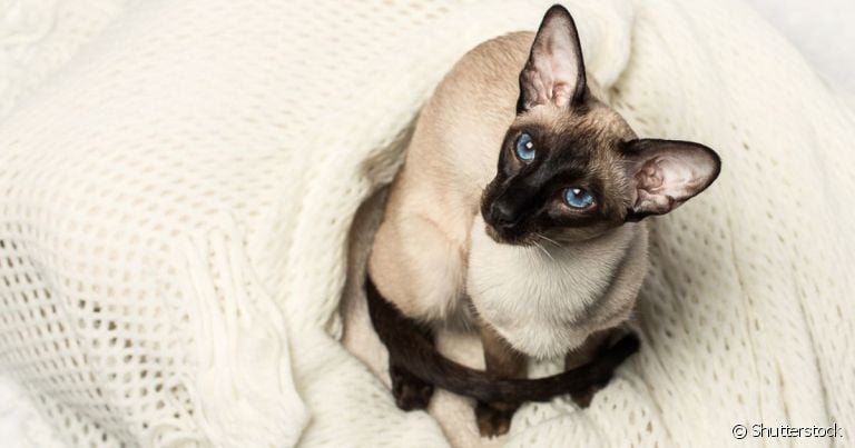 A raça de gato Siamês é alongada e formosa!