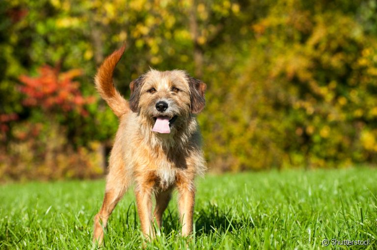 Descubra quais as raças de cachorro mais populares do Brasil