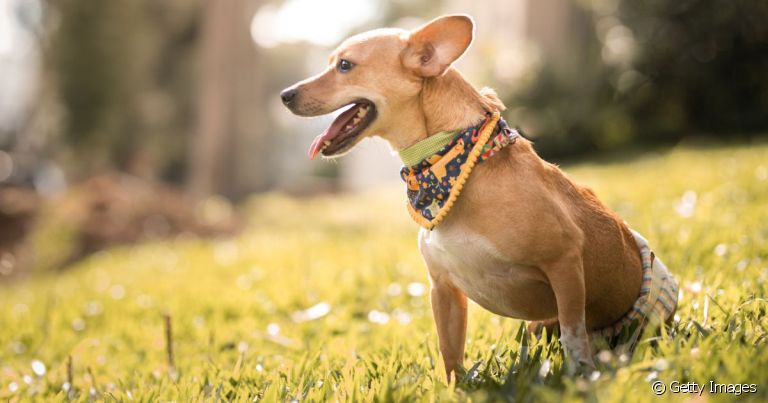  O saco de arrasto é um auxílio para o pet paraplégico