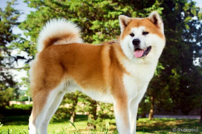 O Akita é um cachorro japonês com várias qualidades memoráveis