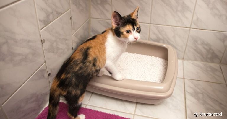  A areia silica para gatos é uma opção melhor que a granulado de madeira?