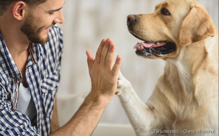 As raças de cachorro mais inteligentes vão te surpreender!
