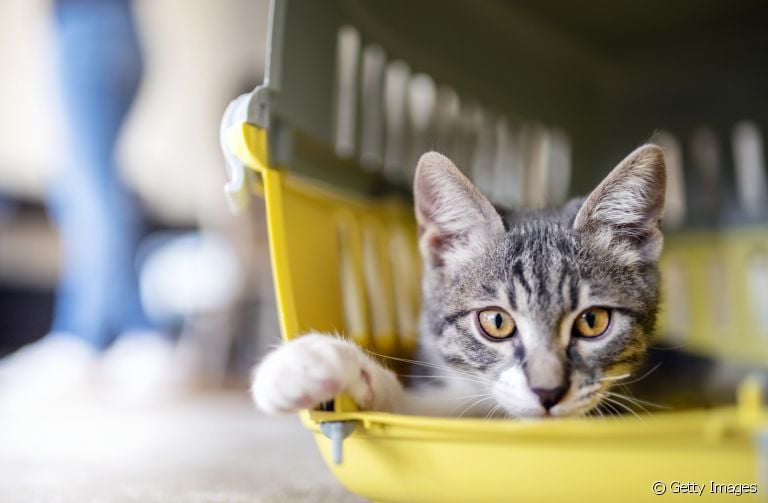 Qual a melhor: caixa de transporte para gatos ou bolsa de transporte? Descubra a resposta!