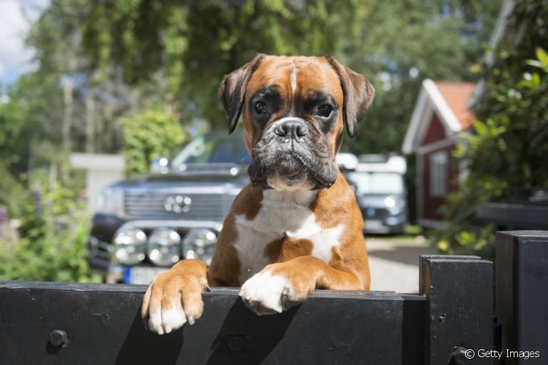 O Boxer é um cachorro engraçado e, ao mesmo tempo, protetor