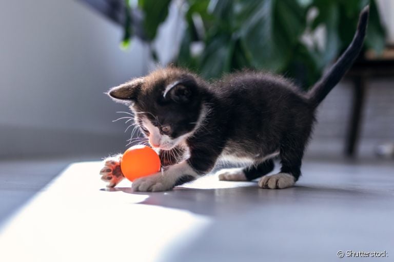 Os brinquedos para gatos filhotes são ótimos para o desenvolvimento do animal