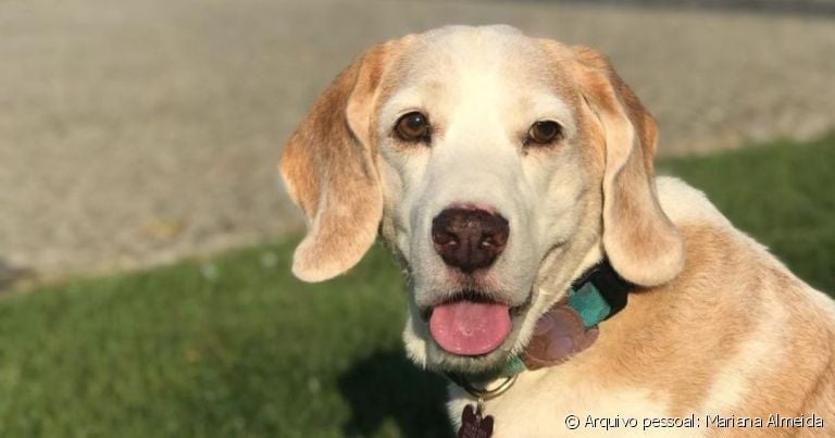 Guga é um Beagle que adora comer, passear ao ar livre e ficar em casa curtindo a família