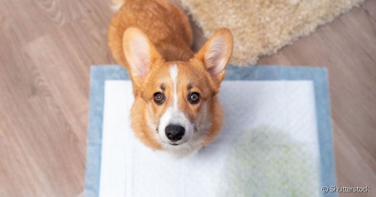  Obstrução intestinal: cachorro pode sofrer com o intestino perfurado 