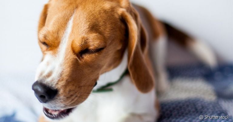  Tosse de cachorro seca tem várias causas e pode ser grave 